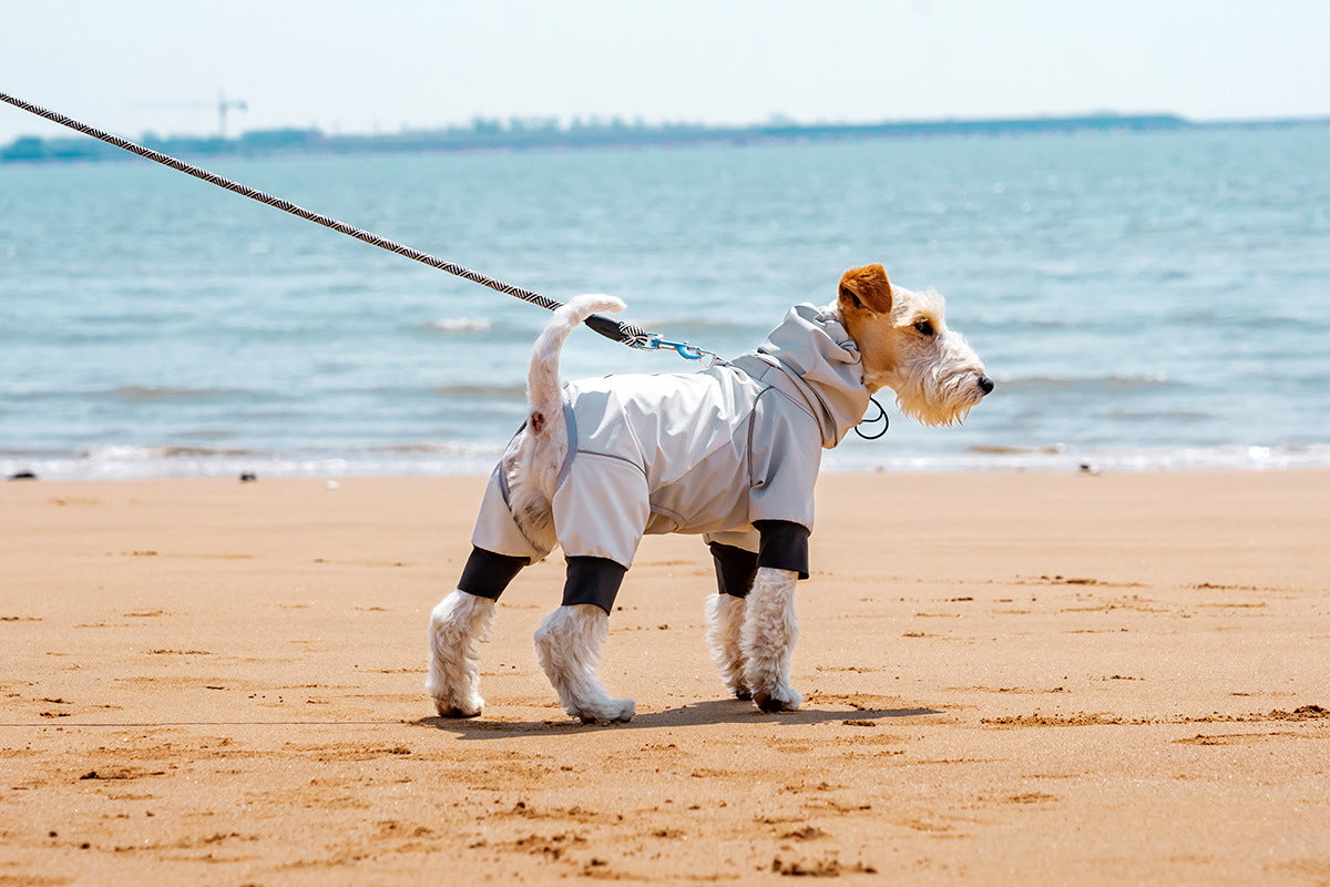 Dog in AURAPAW outdoor gear during coastal field testing