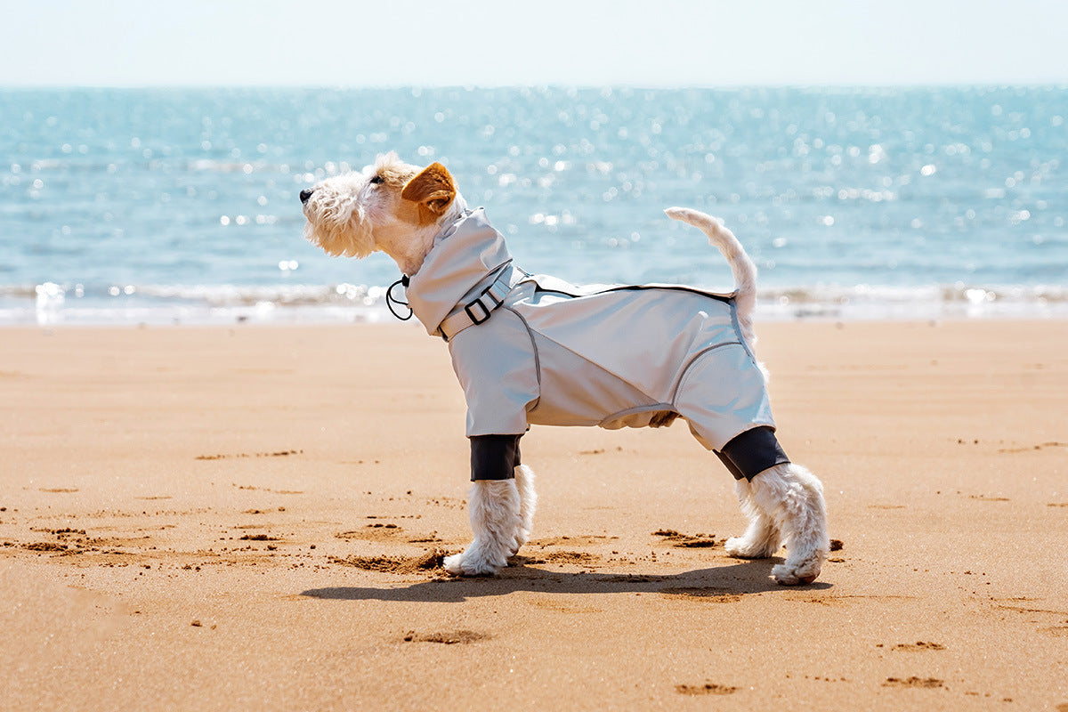 Dog in AURAPAW outdoor gear during coastal field testing