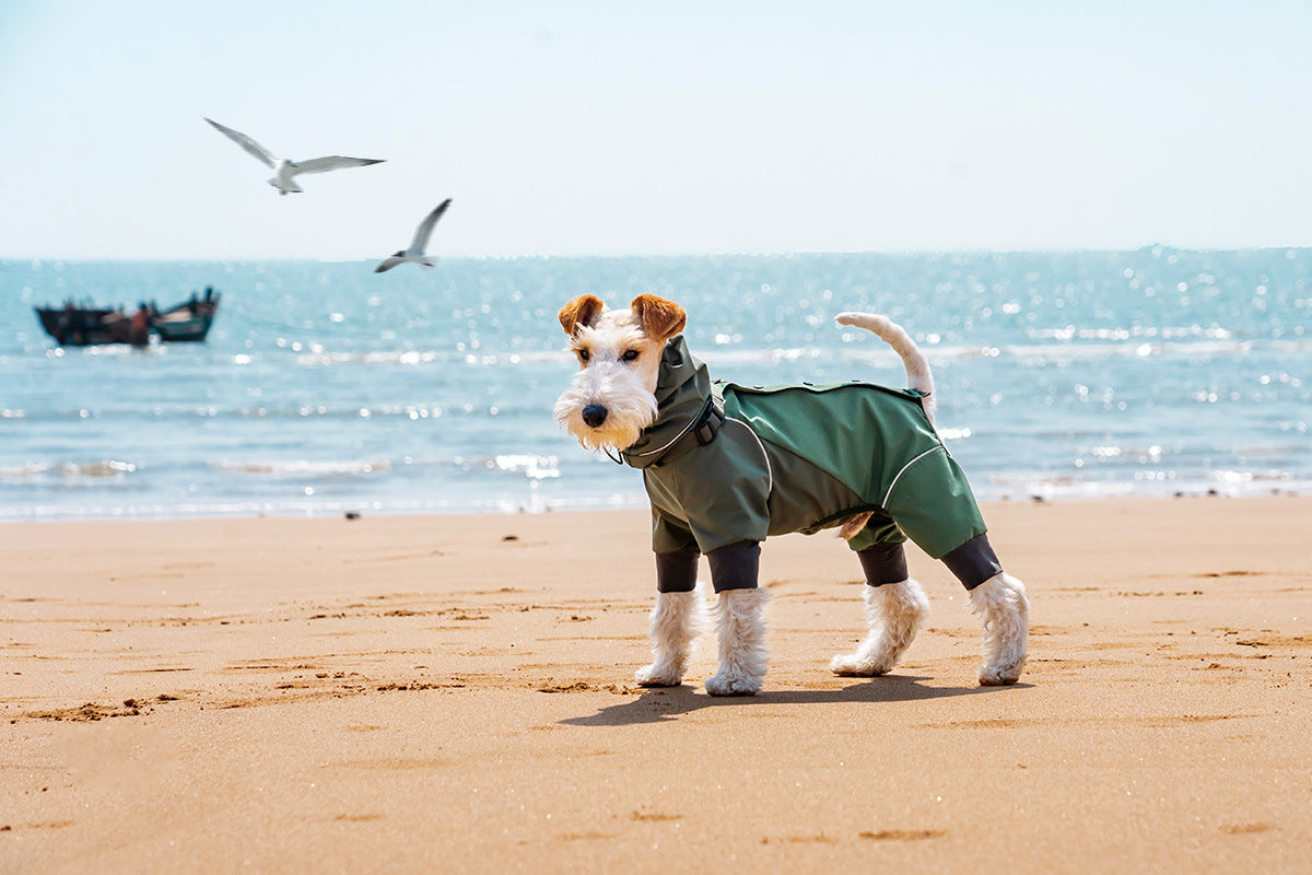 Dog in AURAPAW outdoor gear during coastal field testing