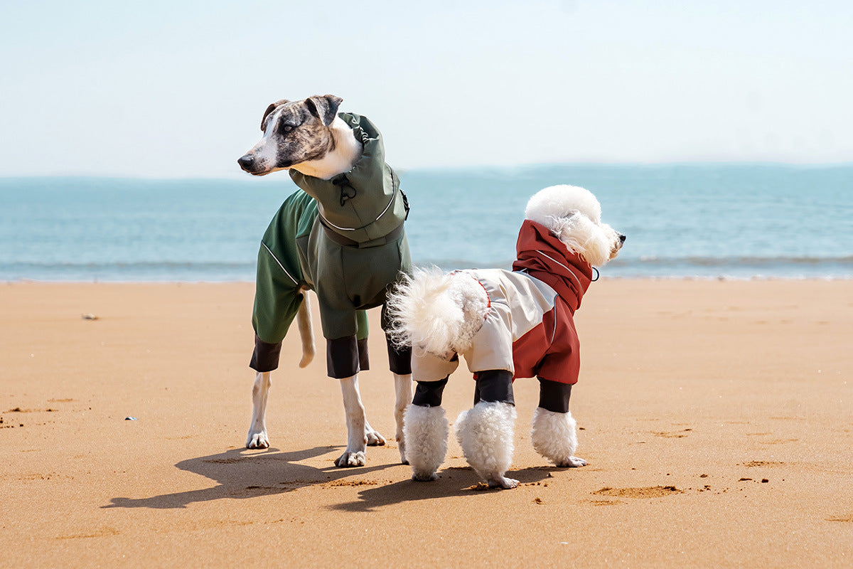 Dog in AURAPAW outdoor gear during coastal field testing