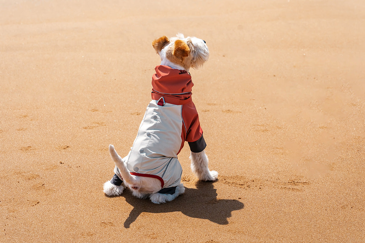 Dog in AURAPAW outdoor gear during coastal field testing
