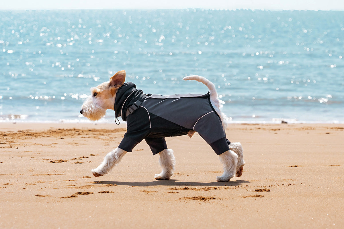 Dog walking along the coast in a black and gray AURAPAW jacket
