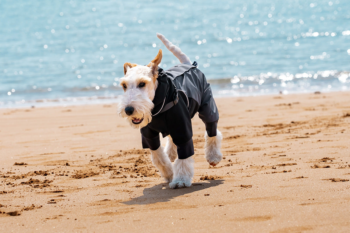 Dog in AURAPAW outdoor gear during coastal field testing