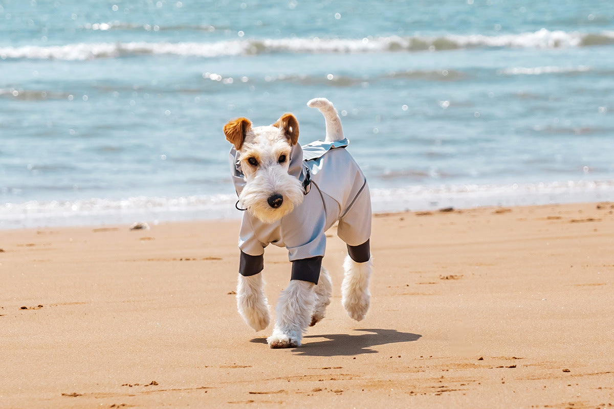 Dog in AURAPAW outdoor gear during coastal field testing